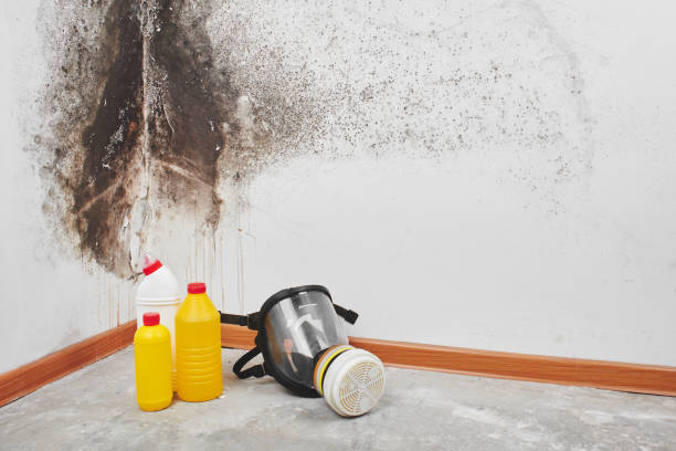 Professional Mold Removal in Hesston, KS