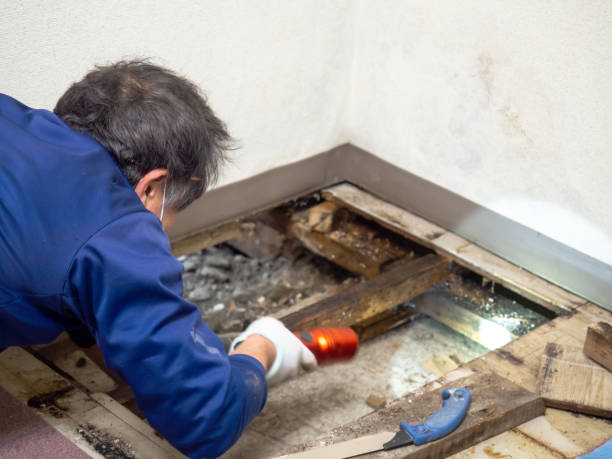 Home Mold Removal in Hesston, KS