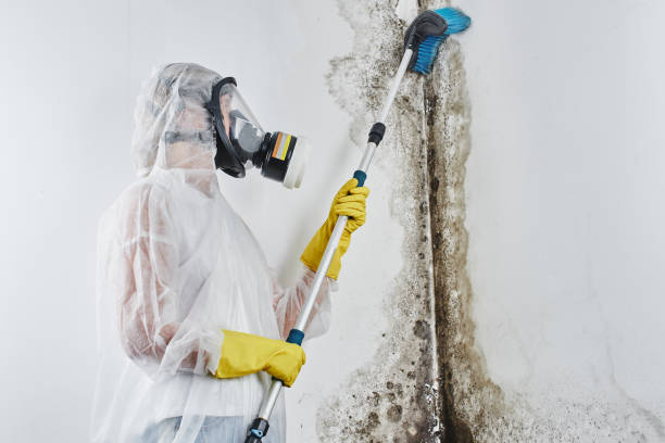 Best Commercial Mold Removal  in Hesston, KS