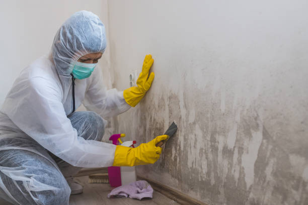 Best Fast Mold Removal  in Hesston, KS