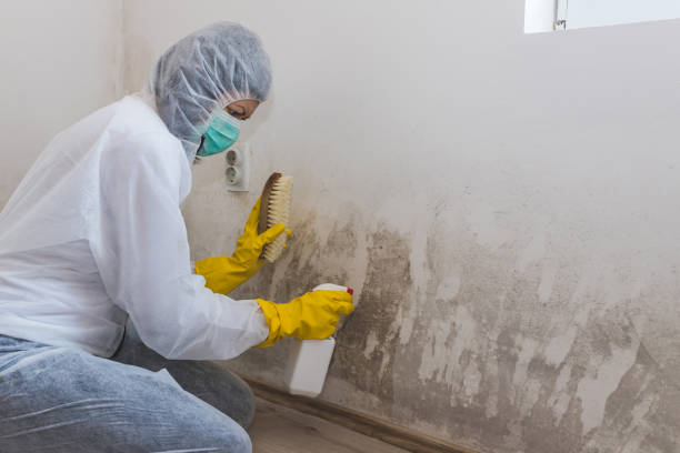Best Office Mold Removal Services  in Hesston, KS