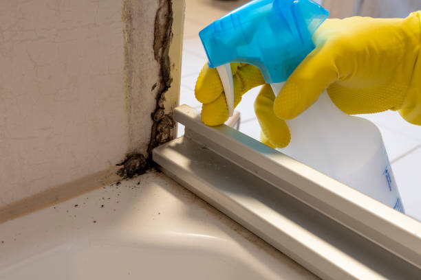 Best Best Mold Removal Companies  in Hesston, KS