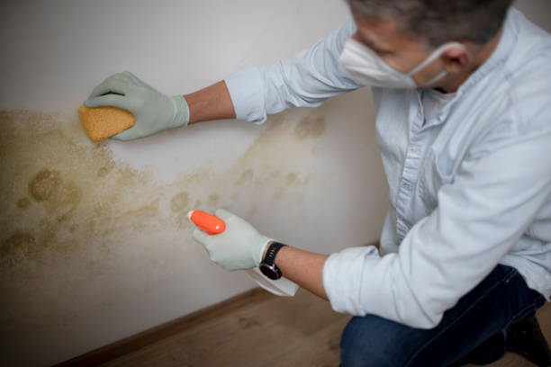 Best Toxic Mold Removal  in Hesston, KS