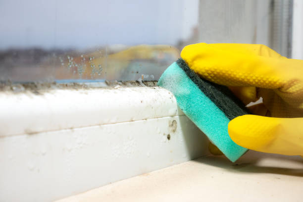 Best Mold Cleaning Services  in Hesston, KS