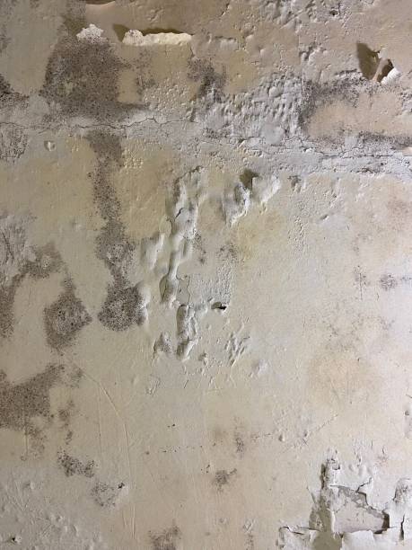 Best Attic Mold Removal  in Hesston, KS
