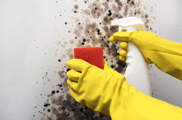 Best Attic Mold Removal  in Hesston, KS