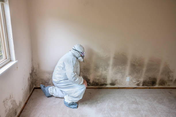 Best Affordable Mold Removal  in Hesston, KS