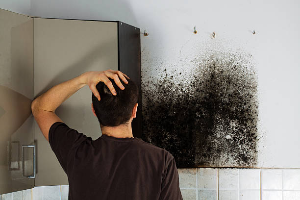 Best Best Mold Removal Companies  in Hesston, KS