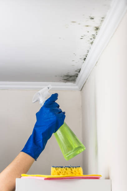 Best Mold Remediation  in Hesston, KS